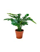 House Nordic Изкуствено растение в саксия Monstera